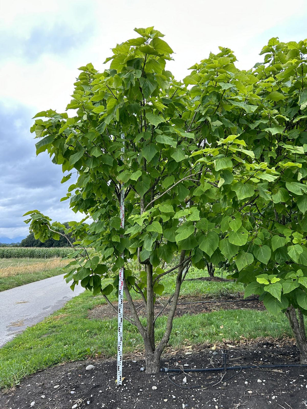 Catalpa bignonioides 'Aurea'