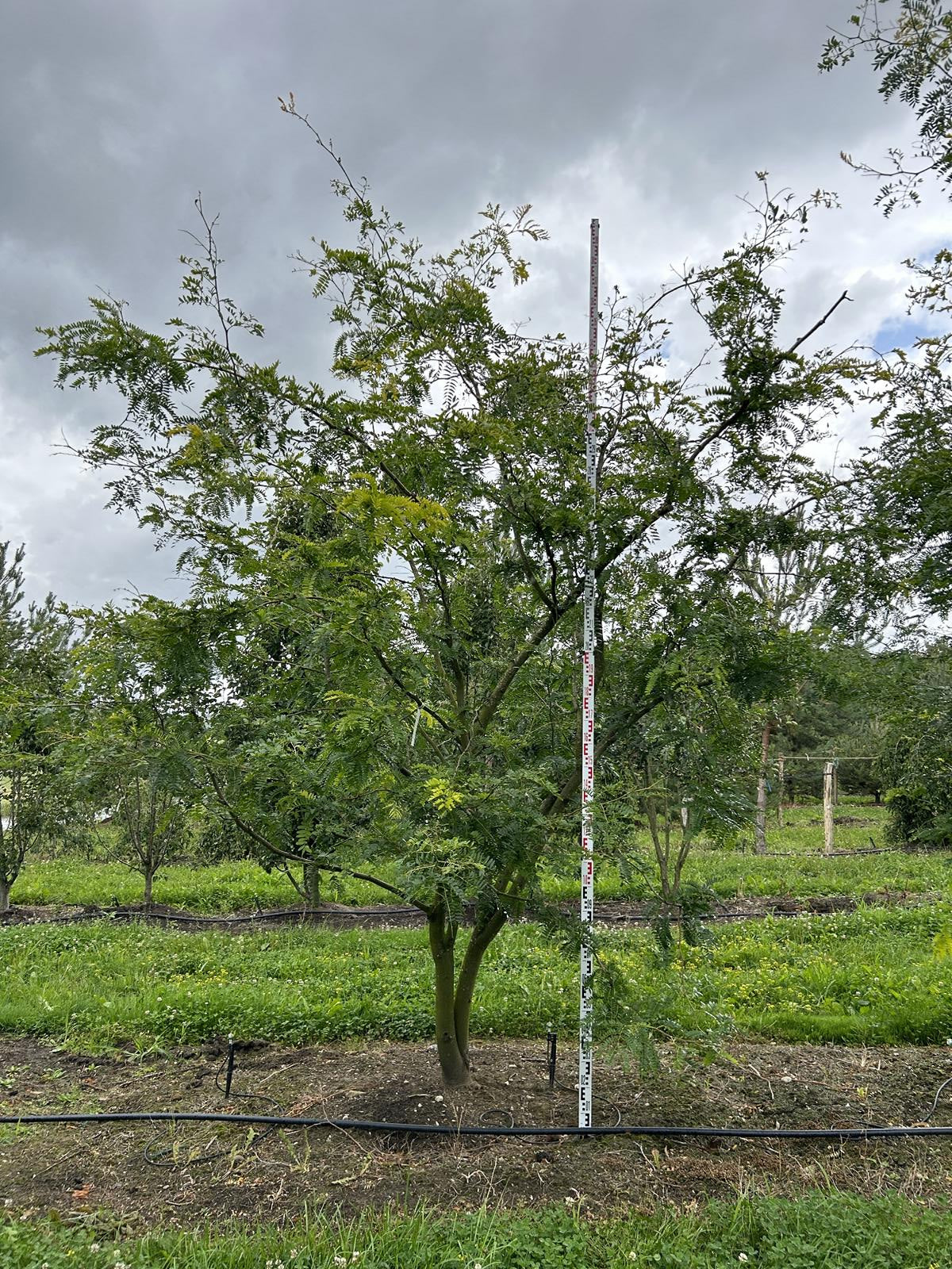 Gleditsia triacanthos 'Sunburst'