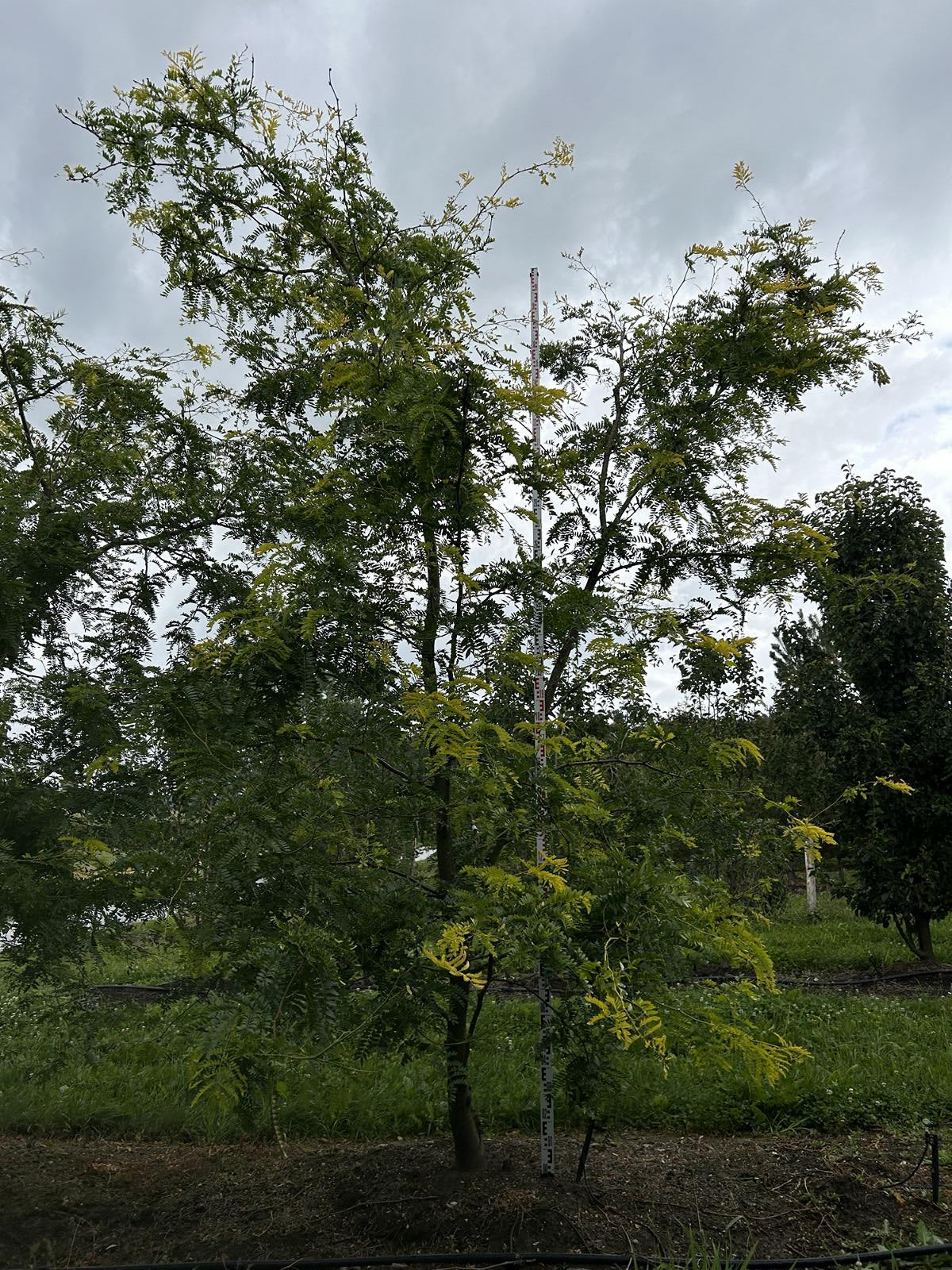 Gleditsia triacanthos 'Sunburst'