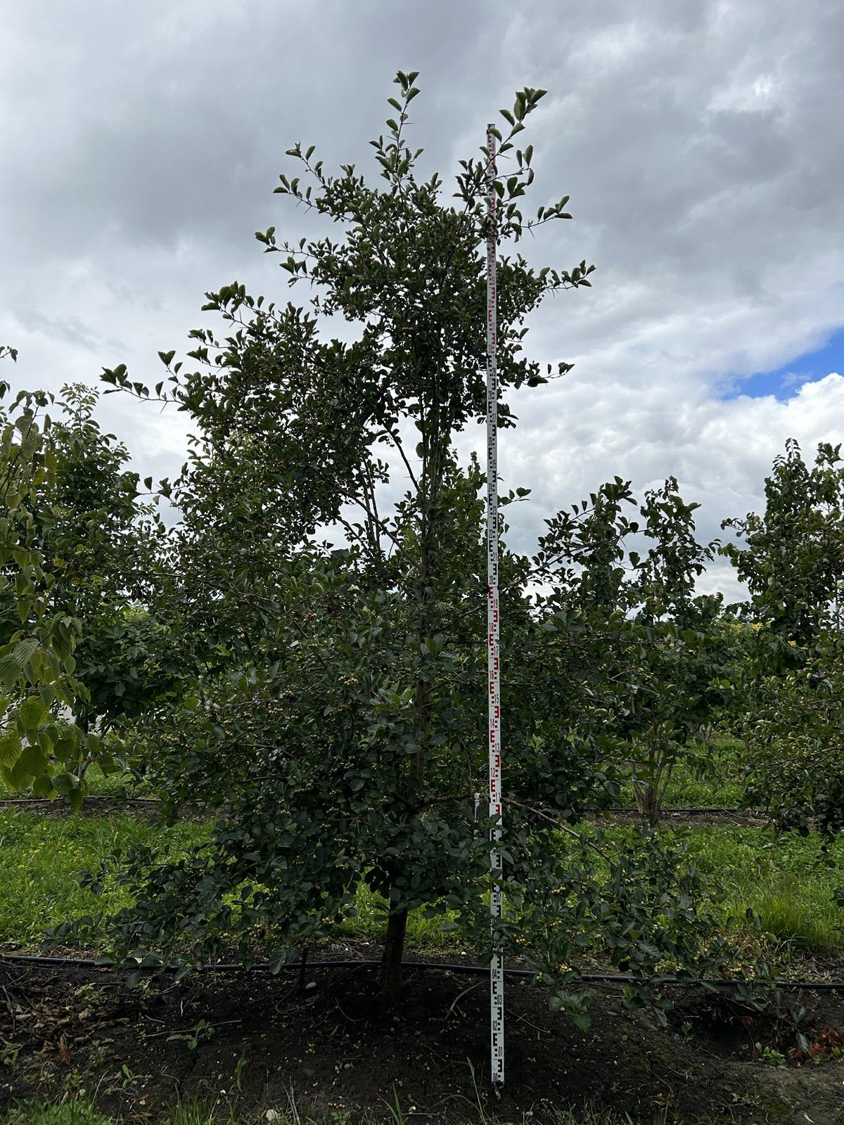 Crataegus persimilis (x)