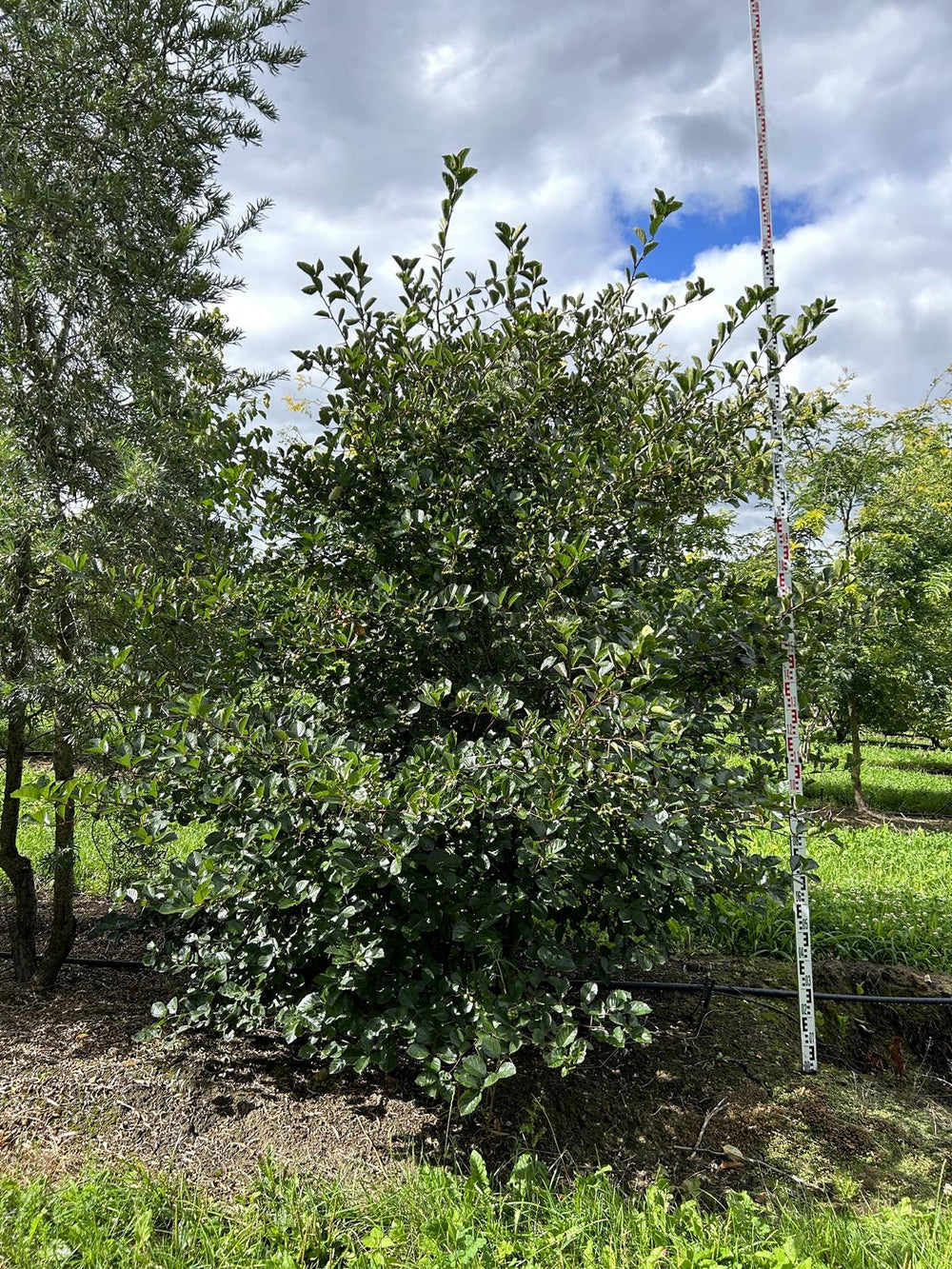 Crataegus persimilis (x)