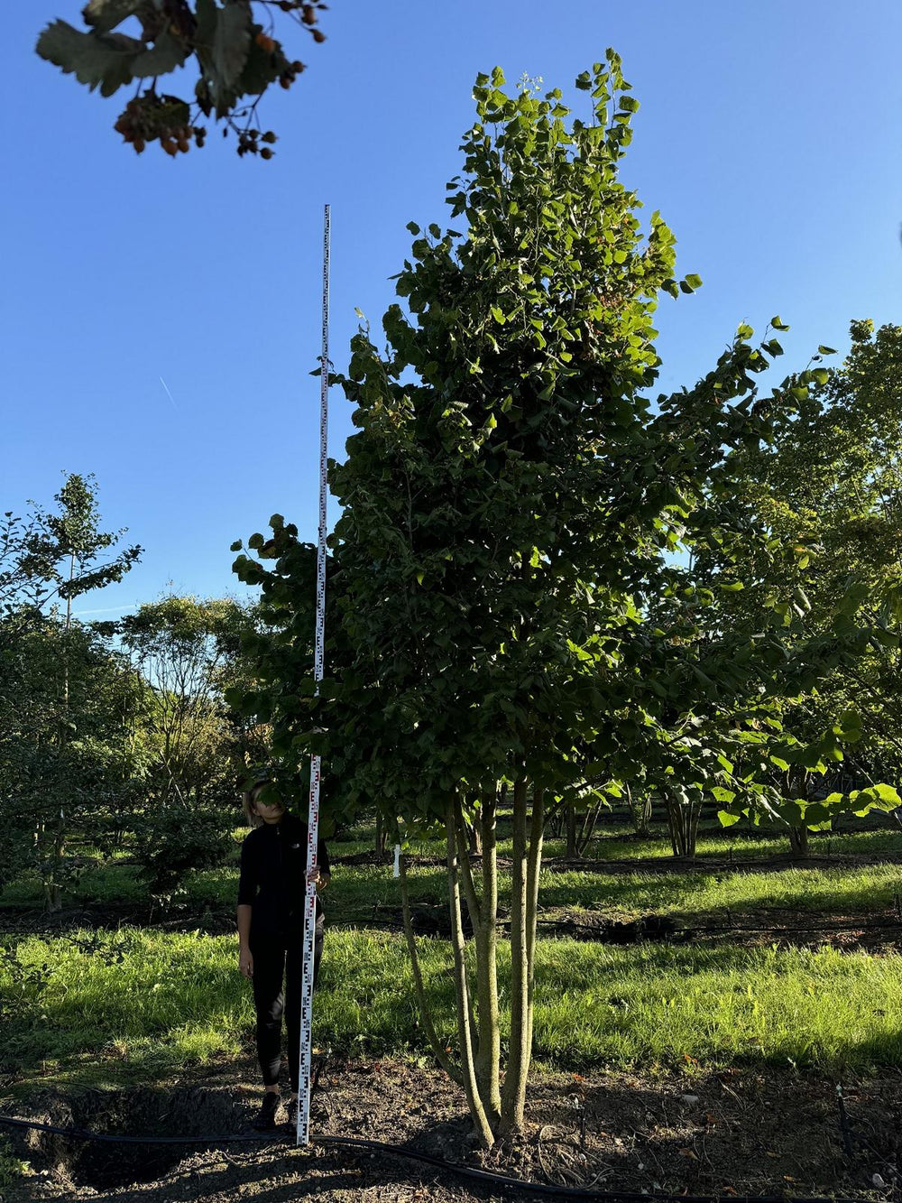 Tilia platyphyllos dachförmig