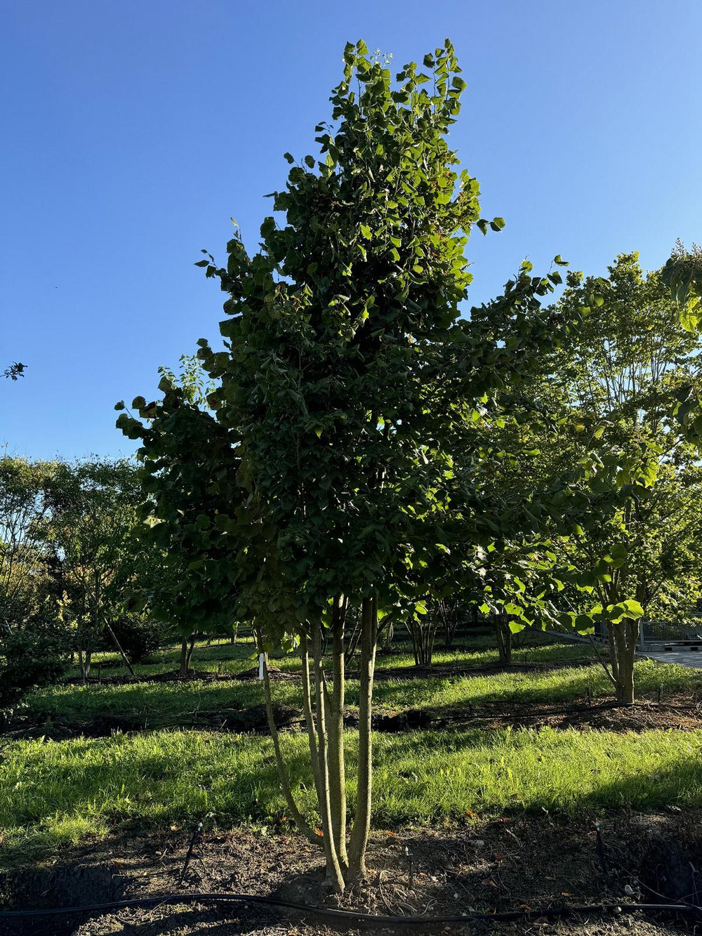 Tilia platyphyllos dachförmig