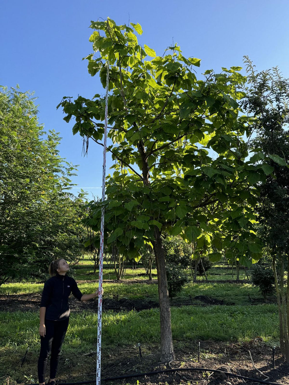 Catalpa bignonioides