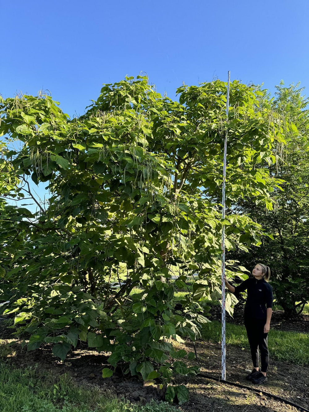 Catalpa bignonioides