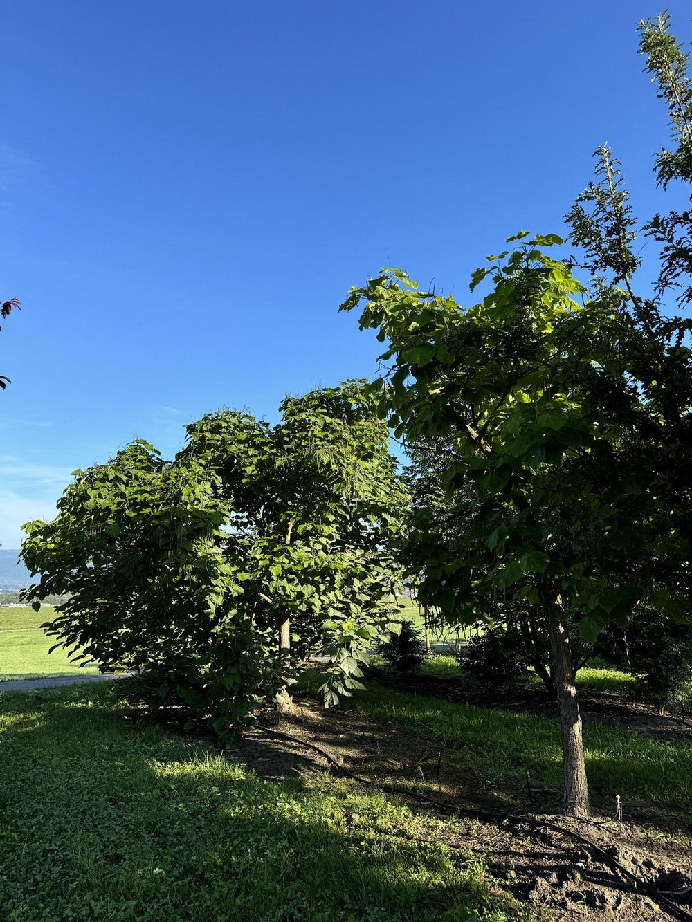 Catalpa bignonioides