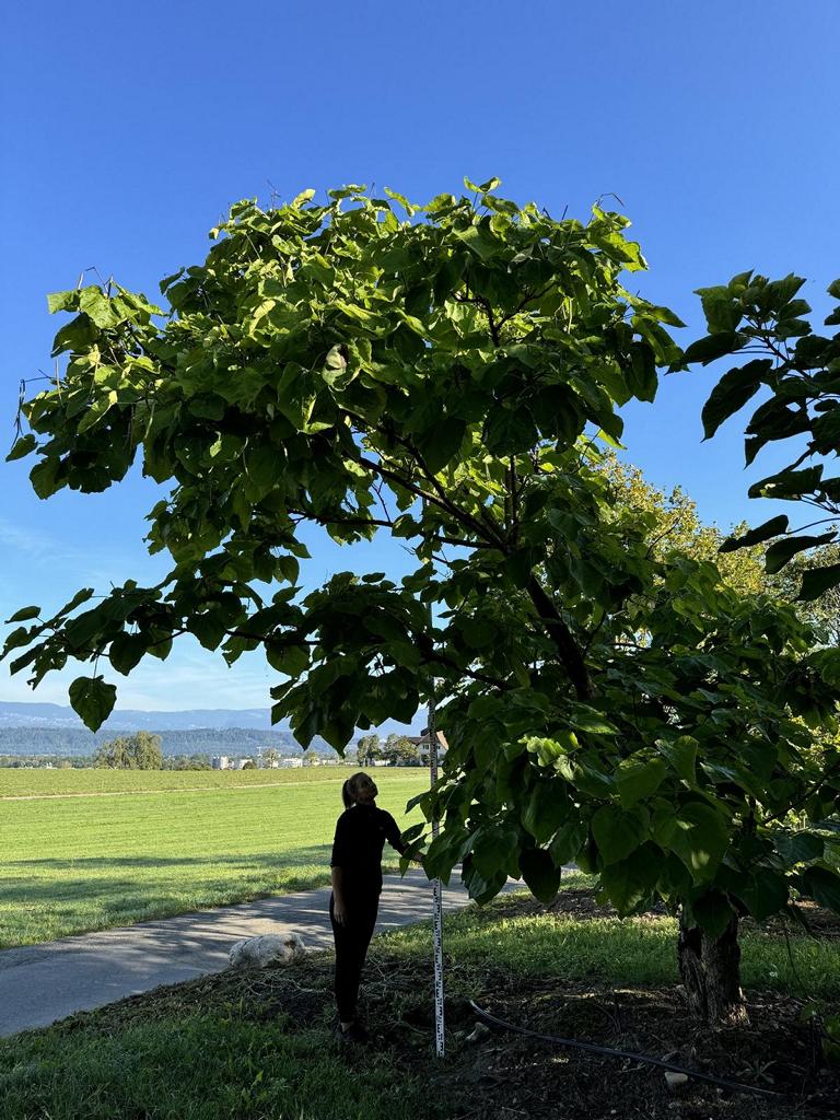 Catalpa bignonioides