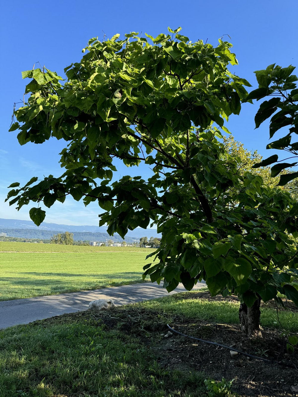 Catalpa bignonioides