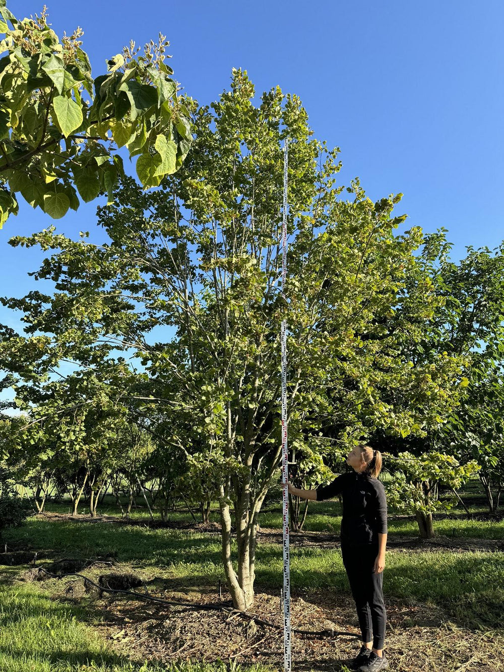 Tilia platyphyllos