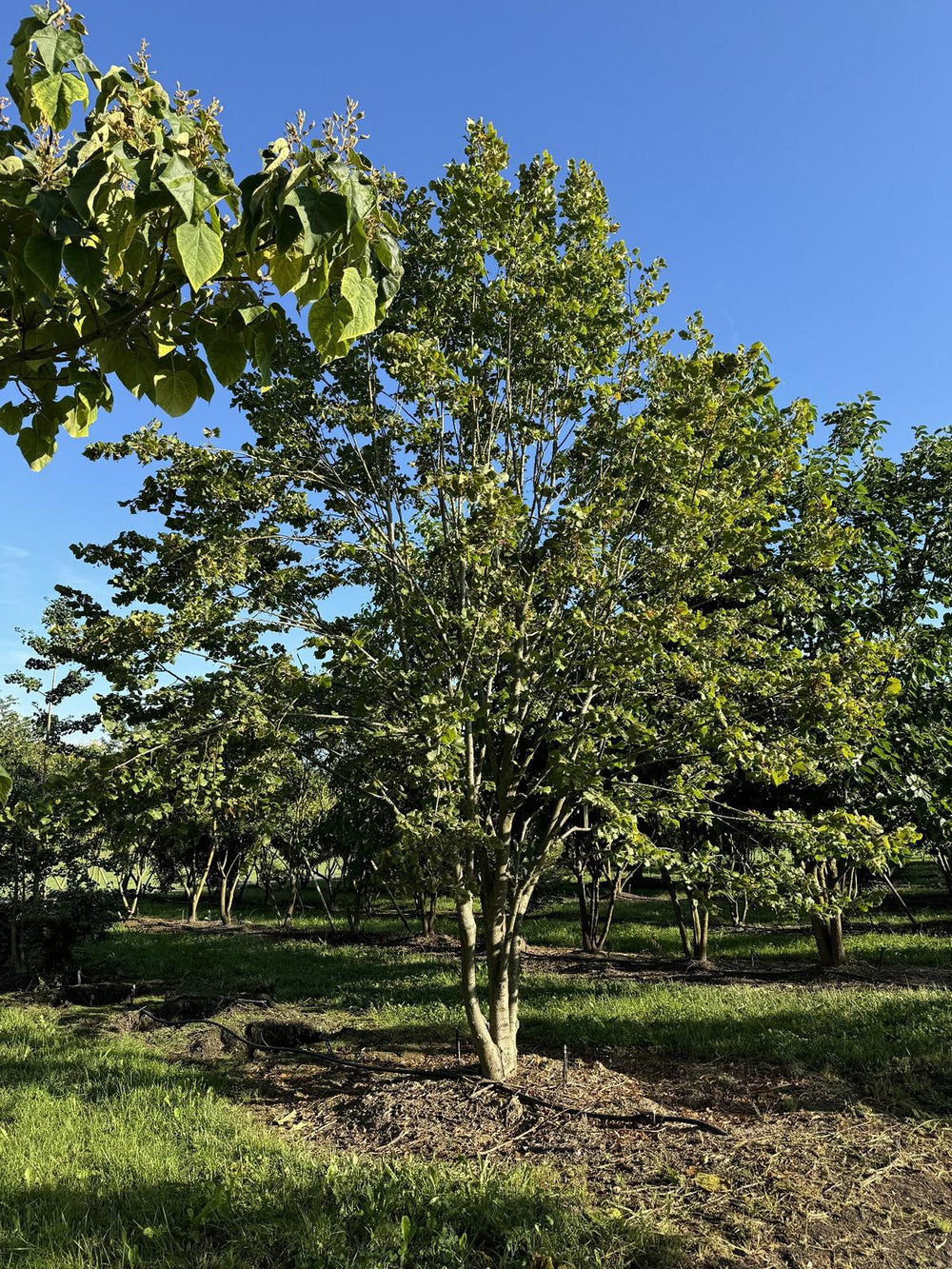 Tilia platyphyllos