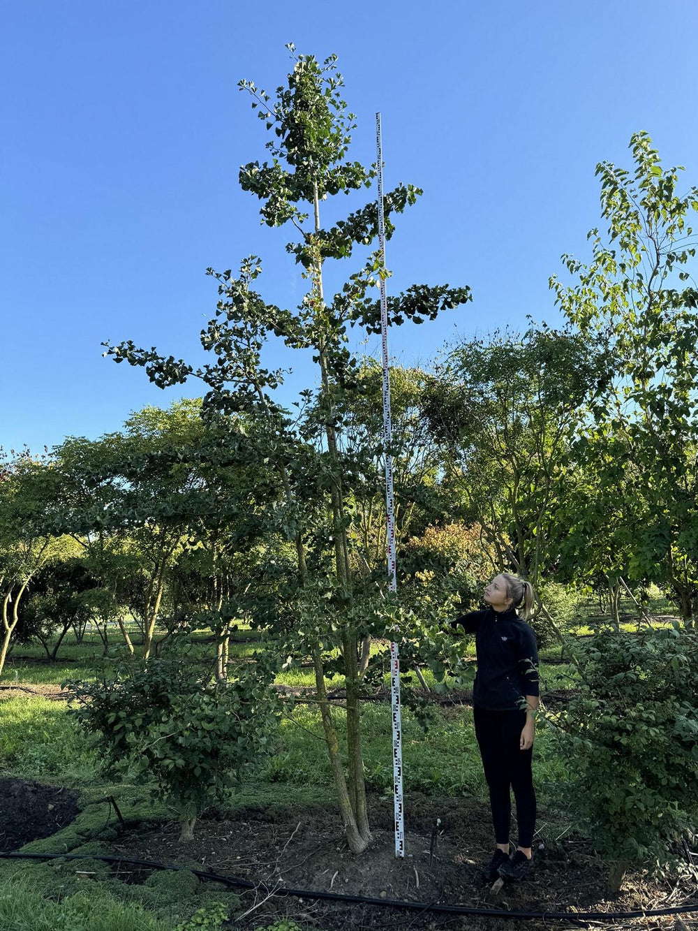 Ginkgo biloba