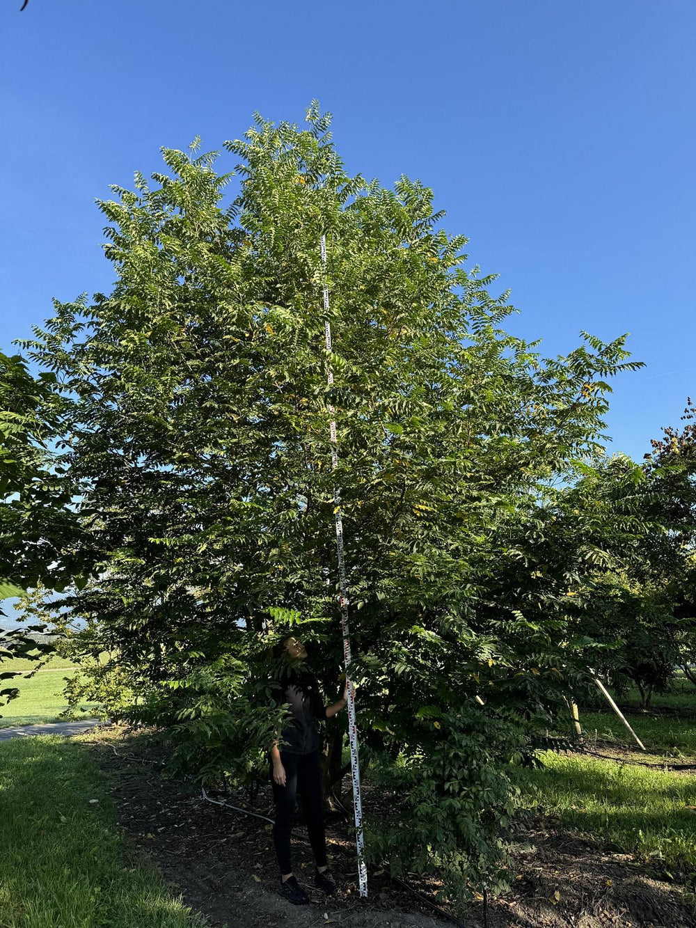 Pterocarya fraxinifolia