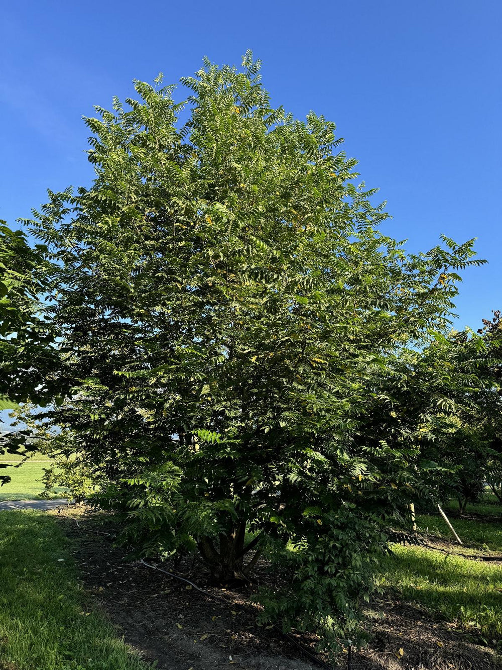 Pterocarya fraxinifolia