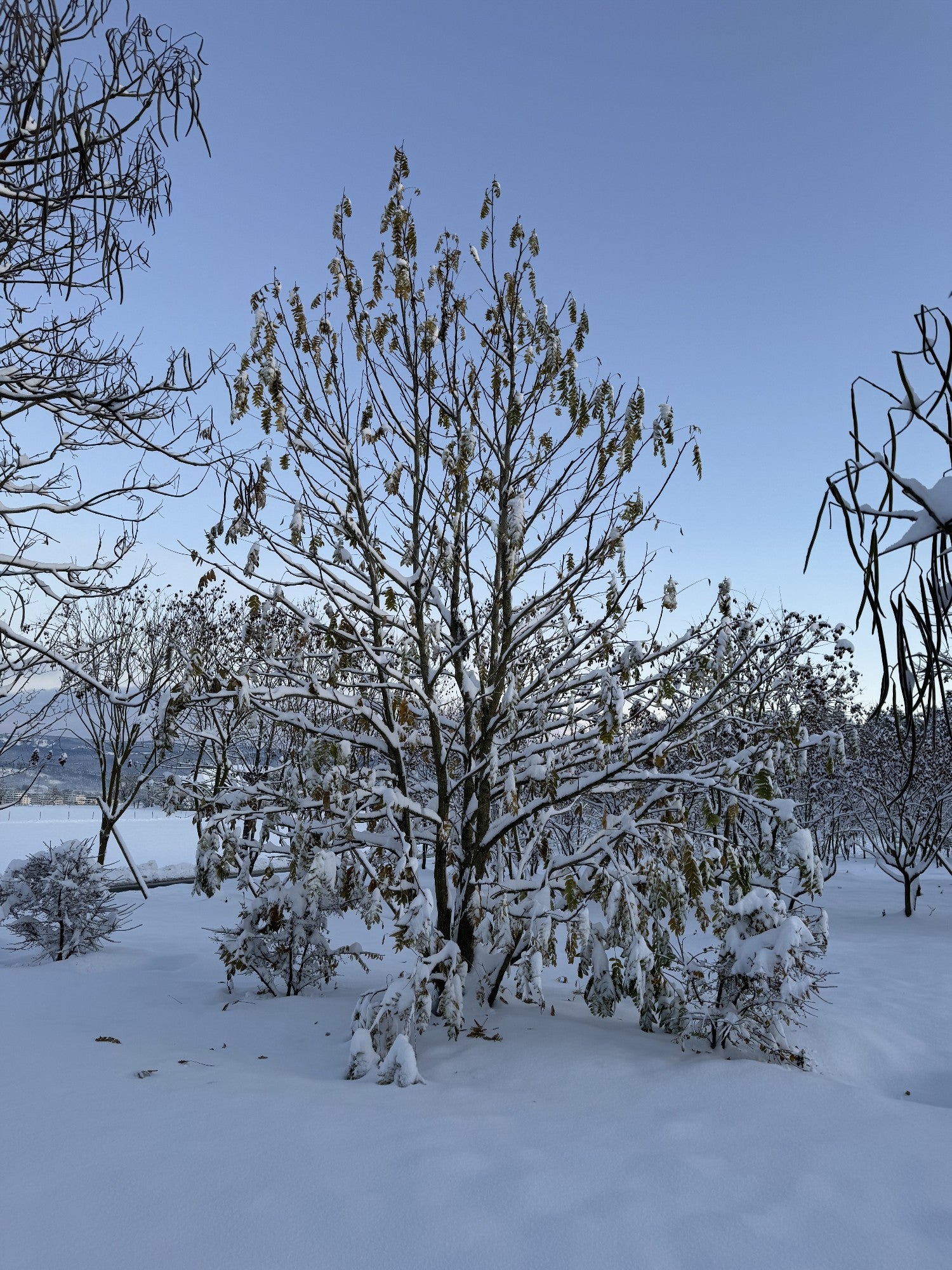 Pterocarya fraxinifolia