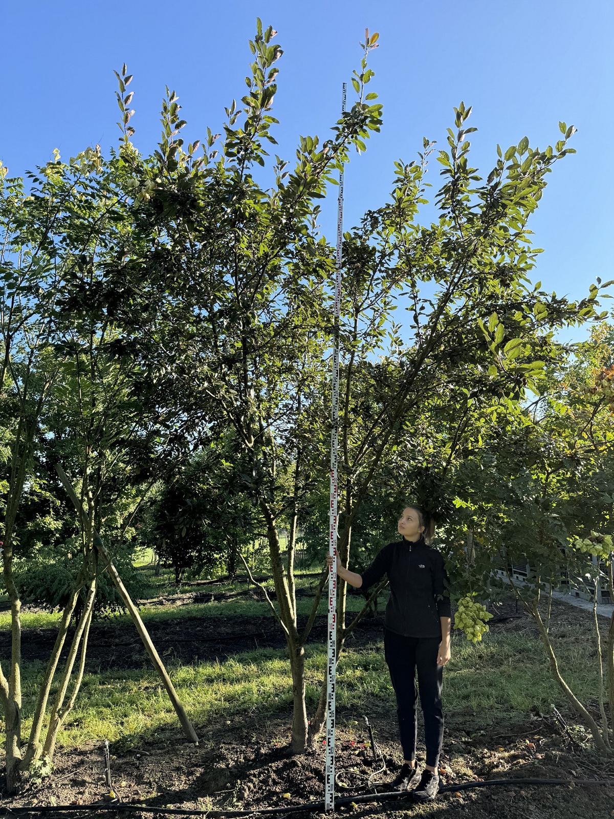 Malus 'Coccinella'