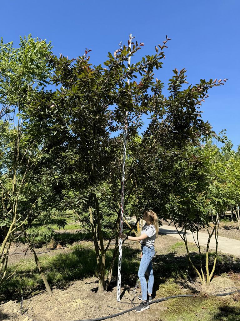 Malus 'Coccinella'