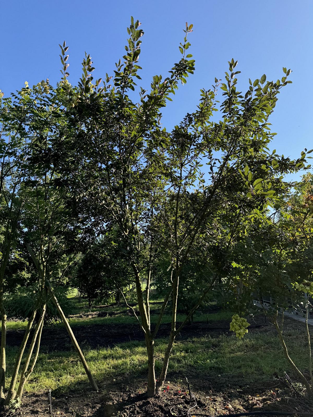 Malus 'Coccinella'