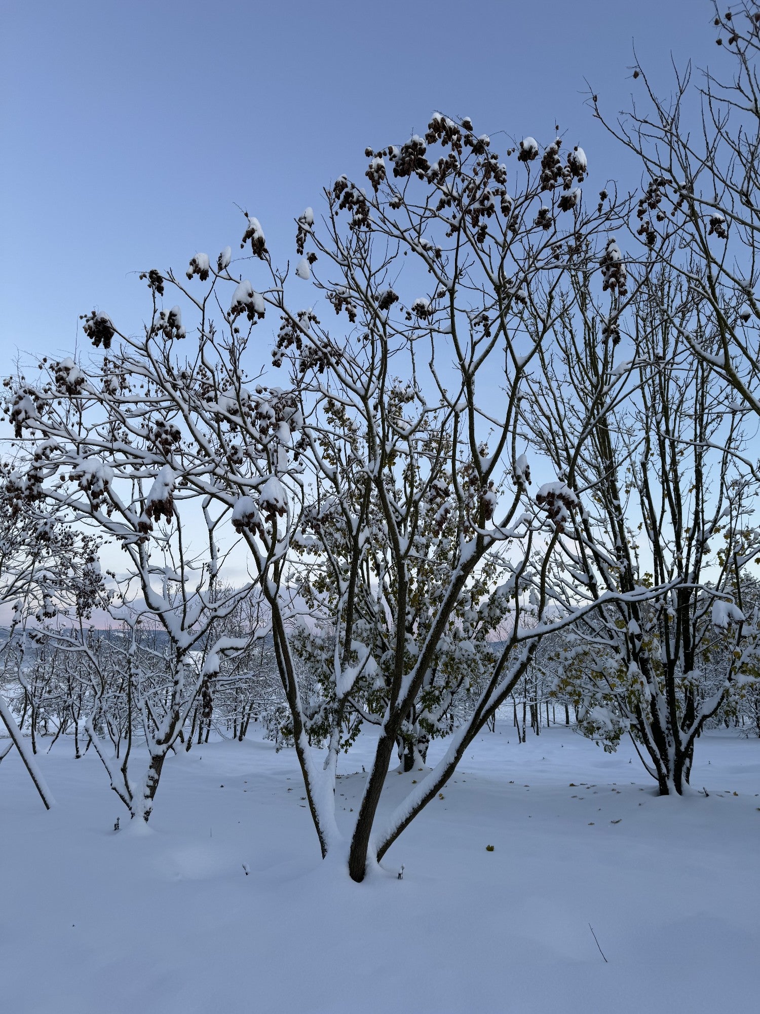 Koelreuteria paniculata