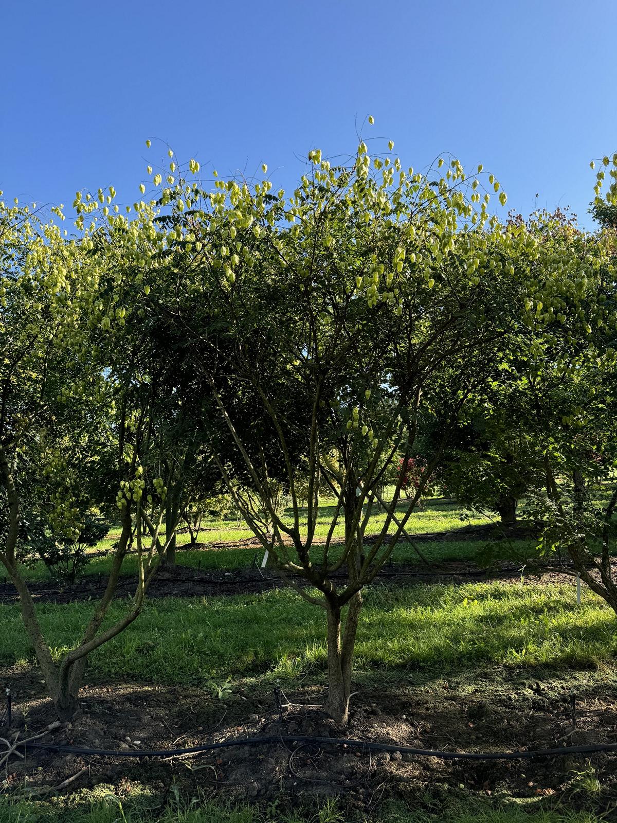 Koelreuteria paniculata