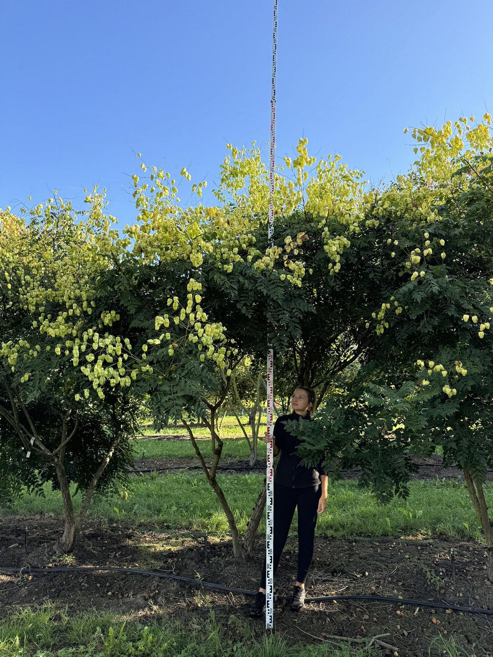 Koelreuteria paniculata