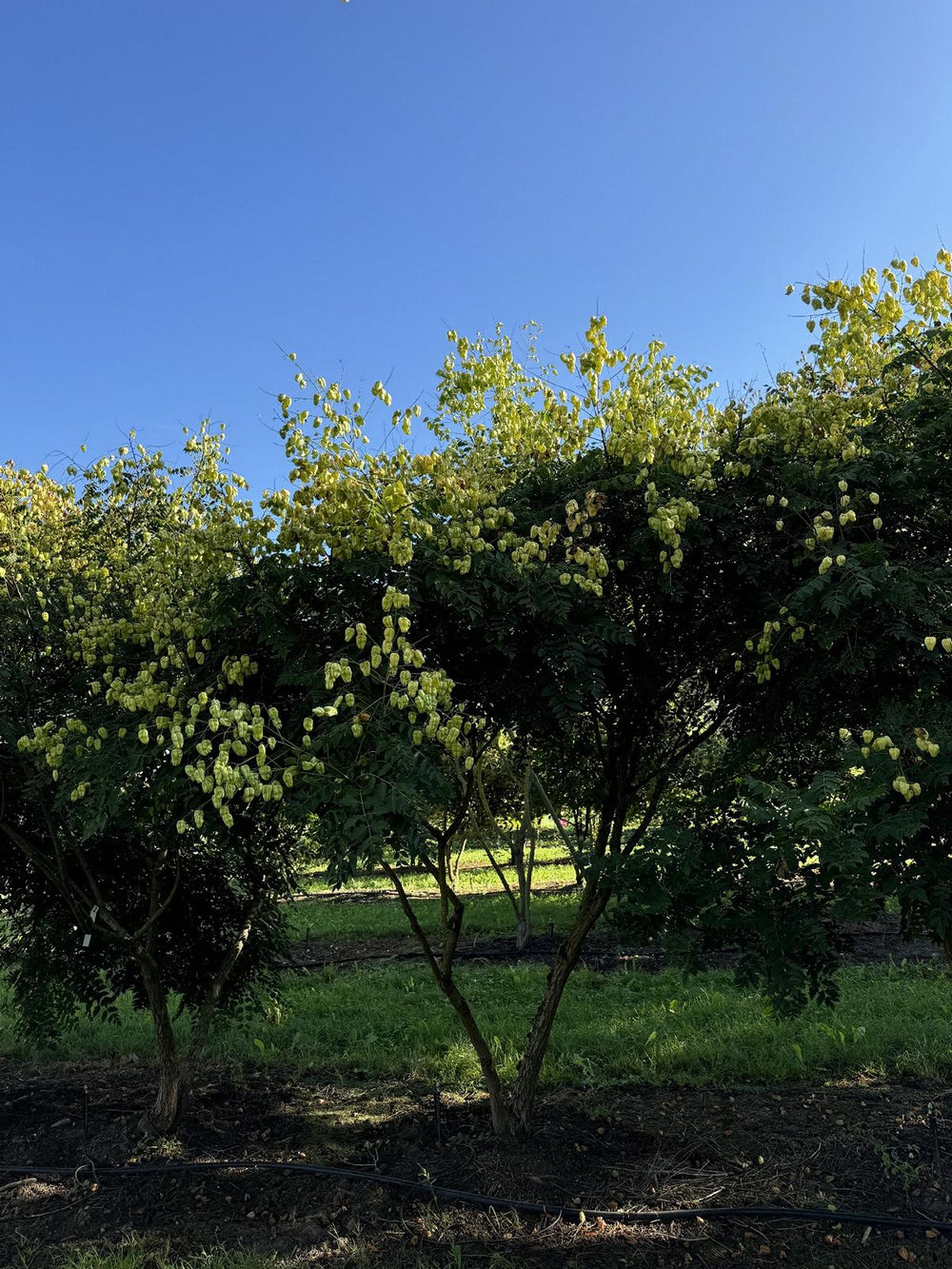 Koelreuteria paniculata