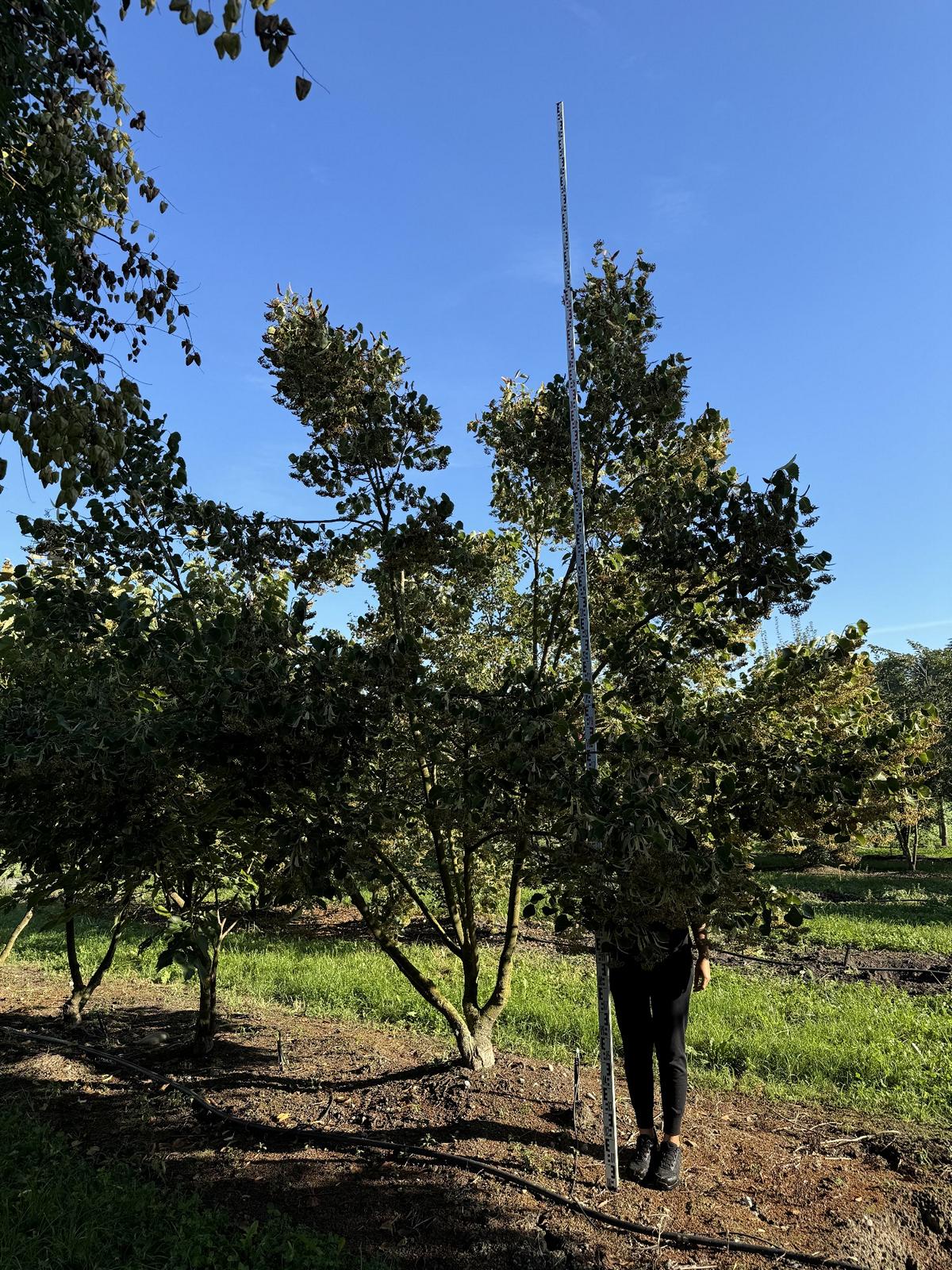 Tilia henryana