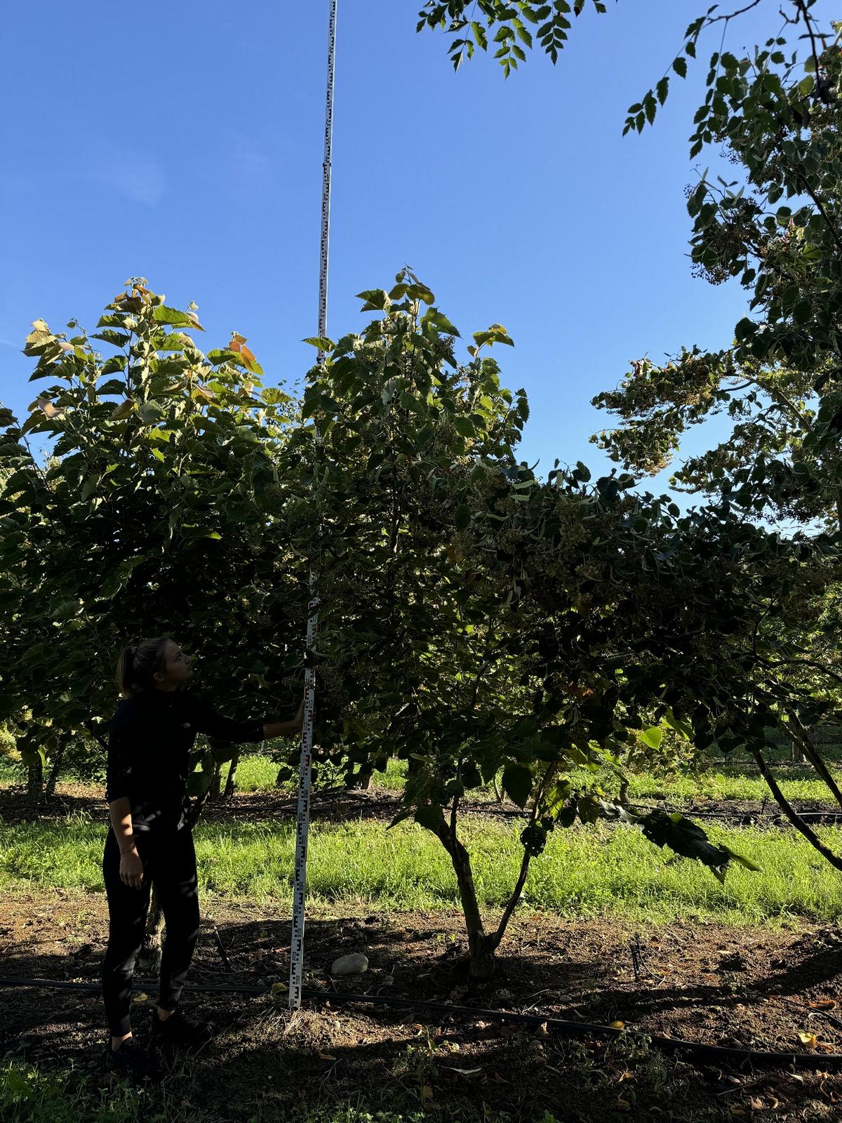 Tilia henryana