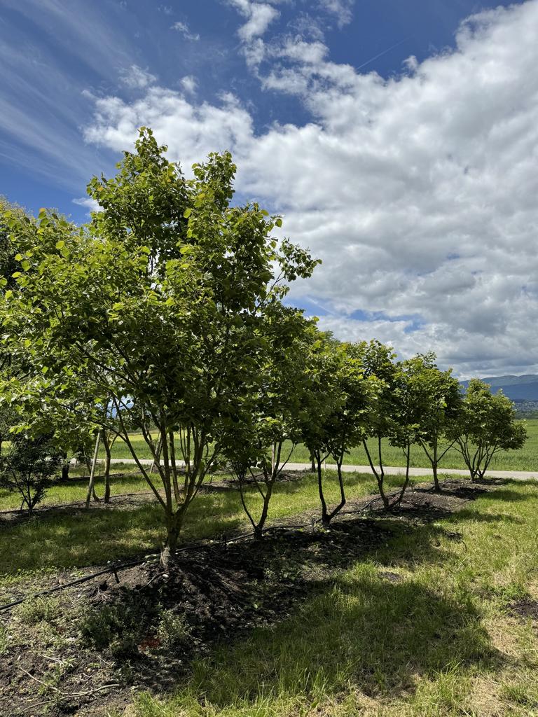 Tilia henryana