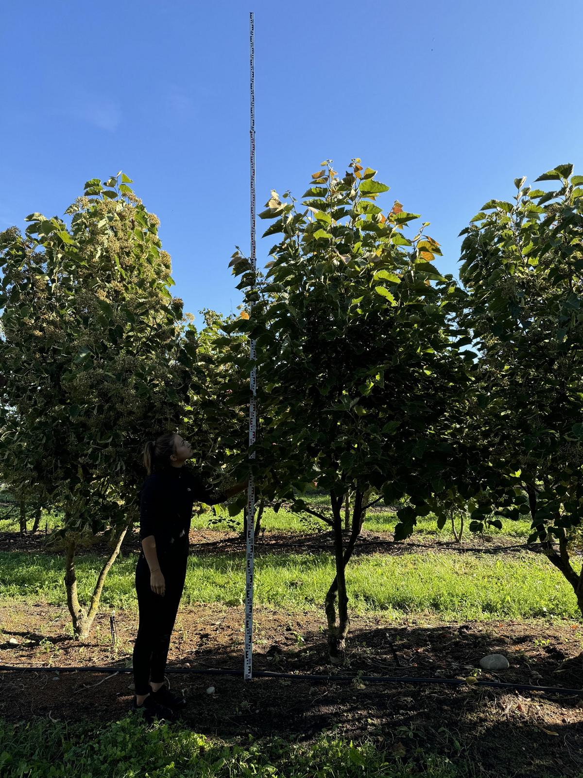 Tilia henryana