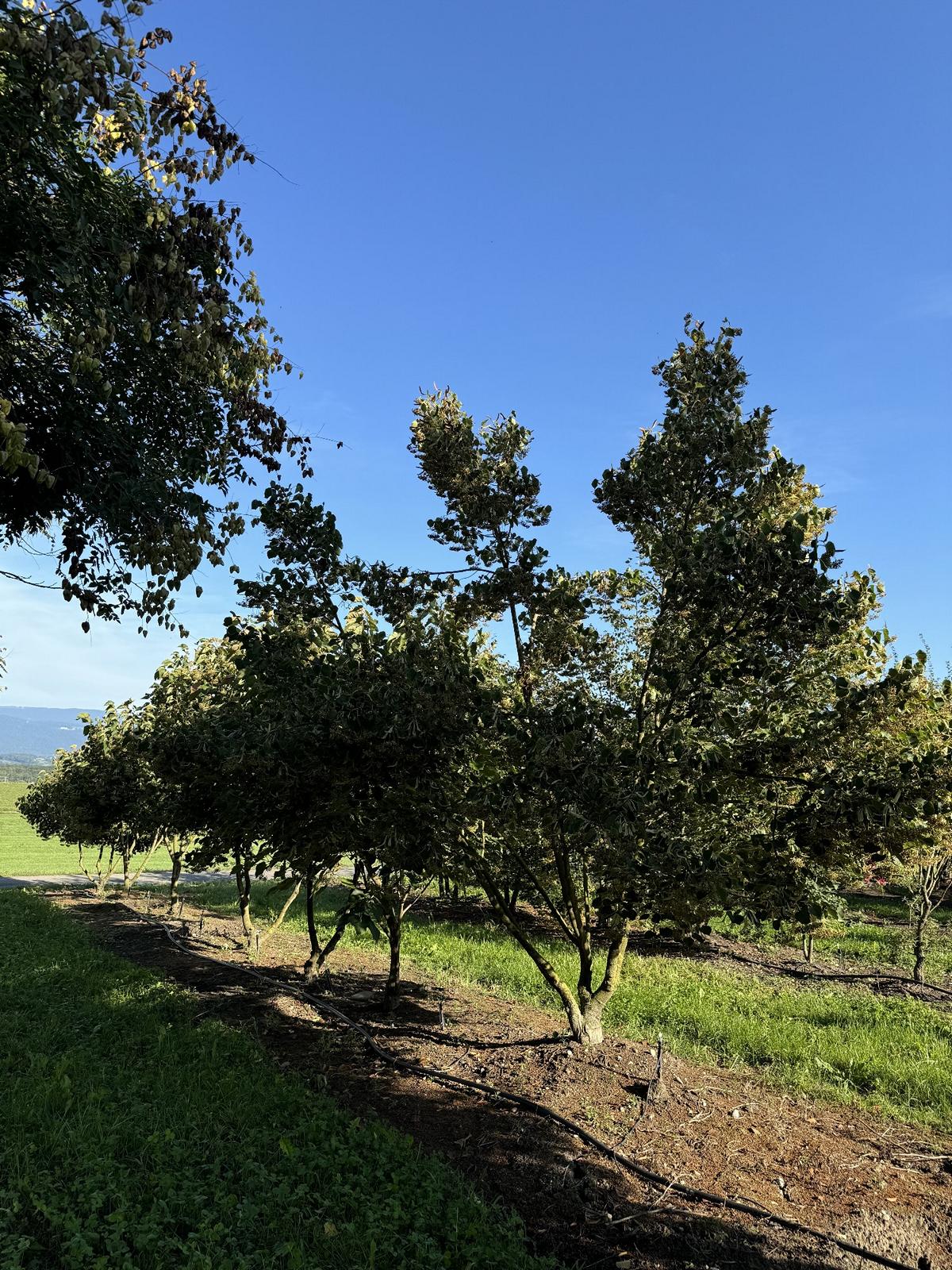 Tilia henryana