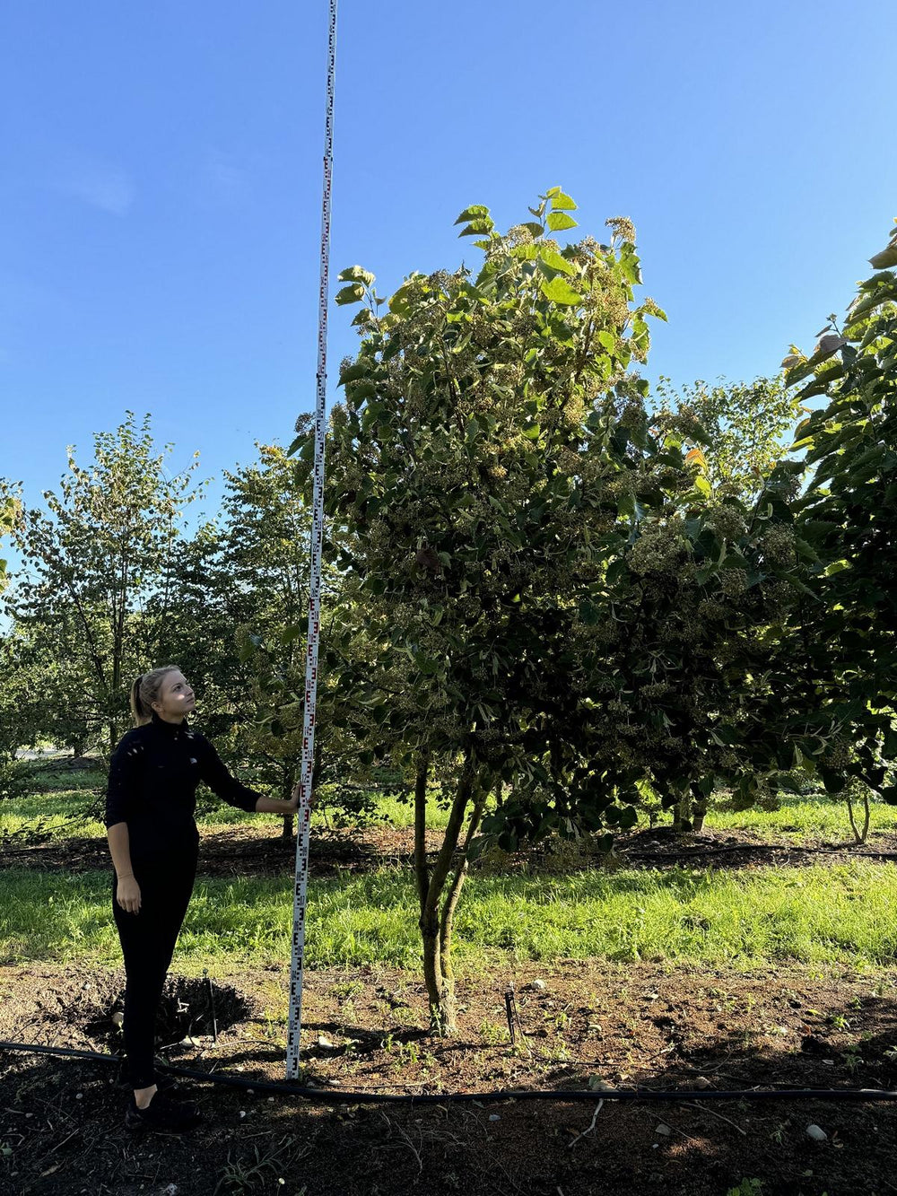 Tilia henryana