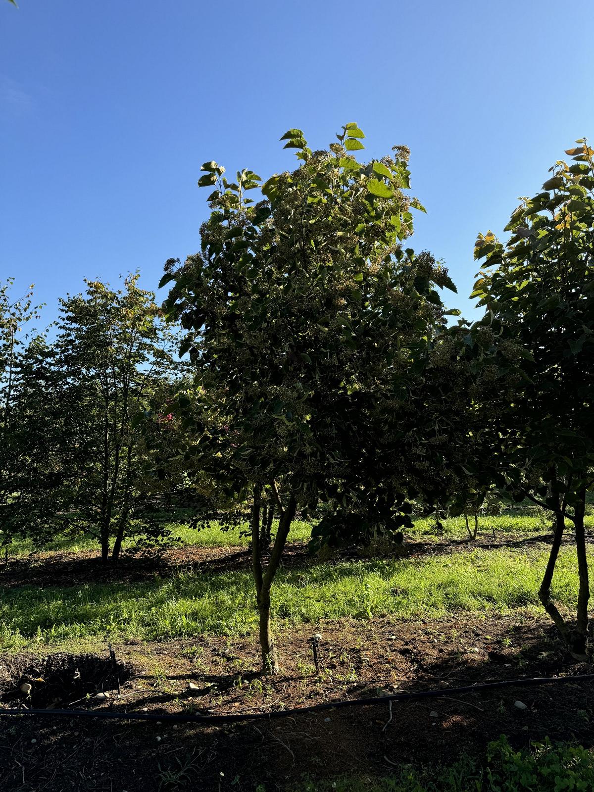 Tilia henryana