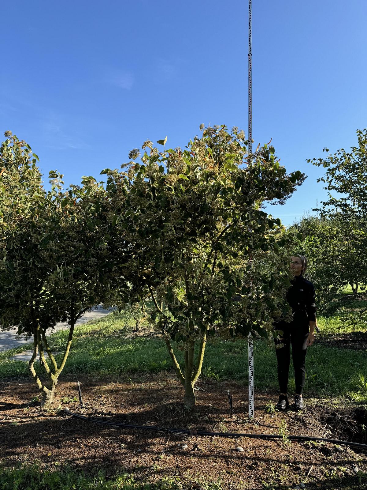 Tilia henryana