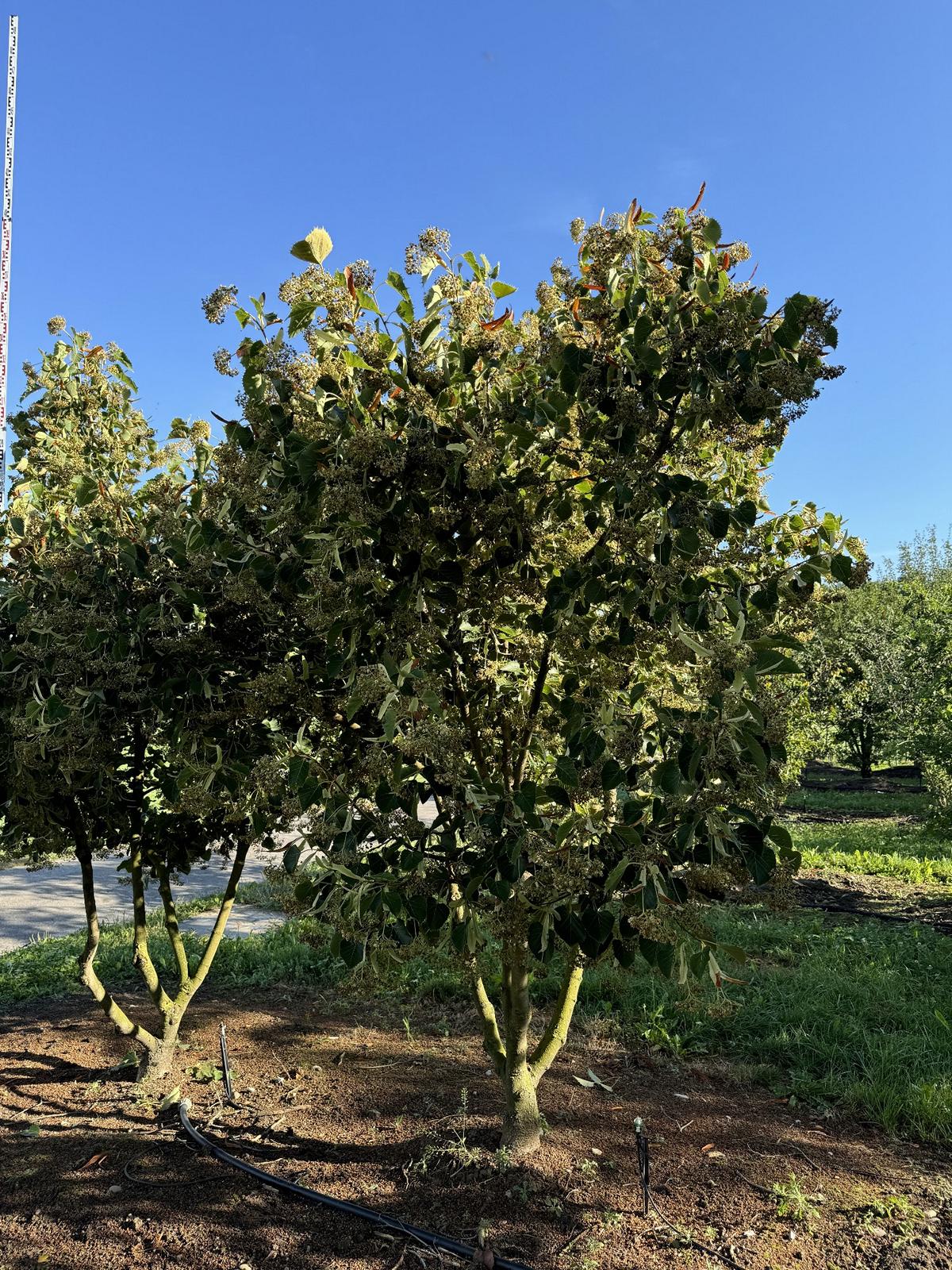 Tilia henryana