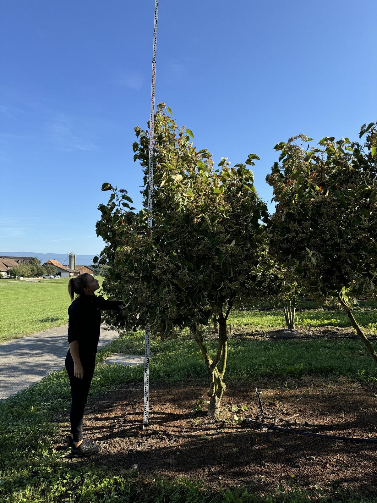 Tilia henryana