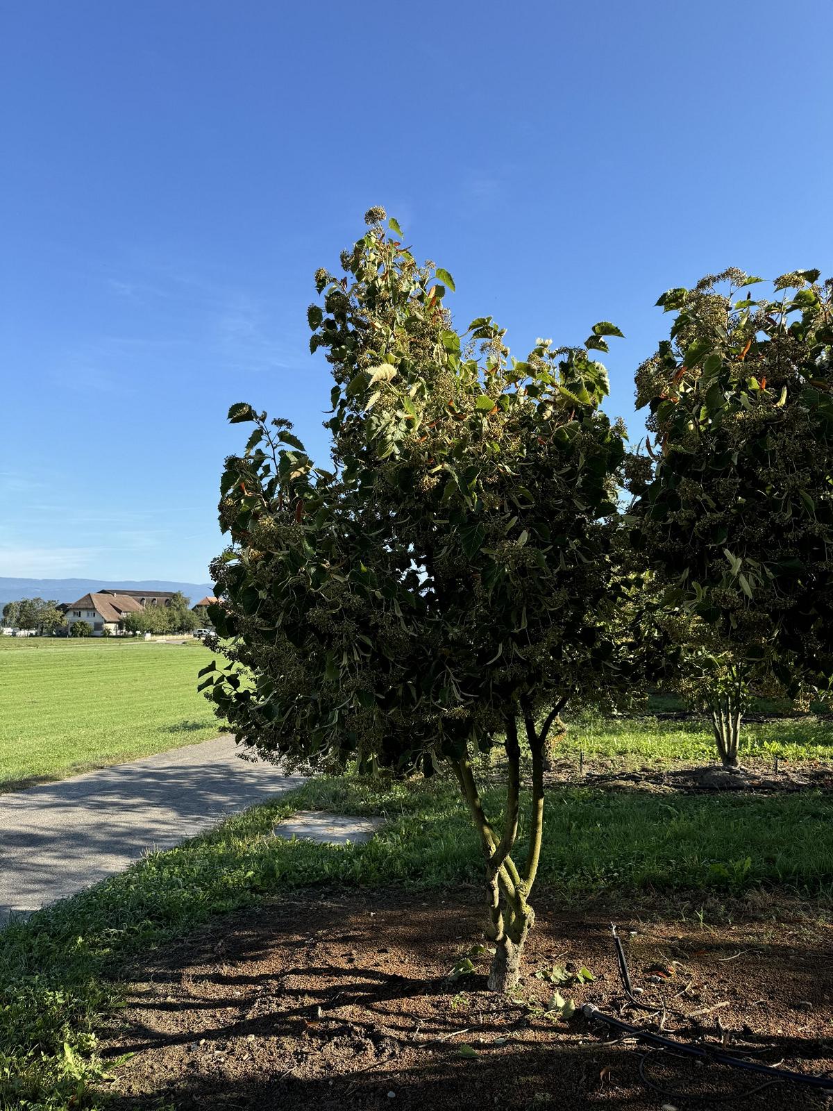 Tilia henryana