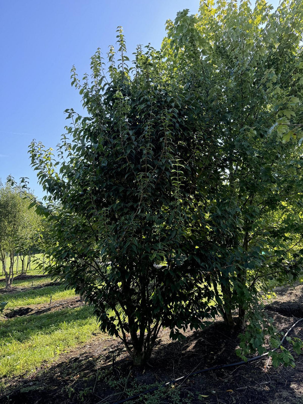 Acer carpinifolium