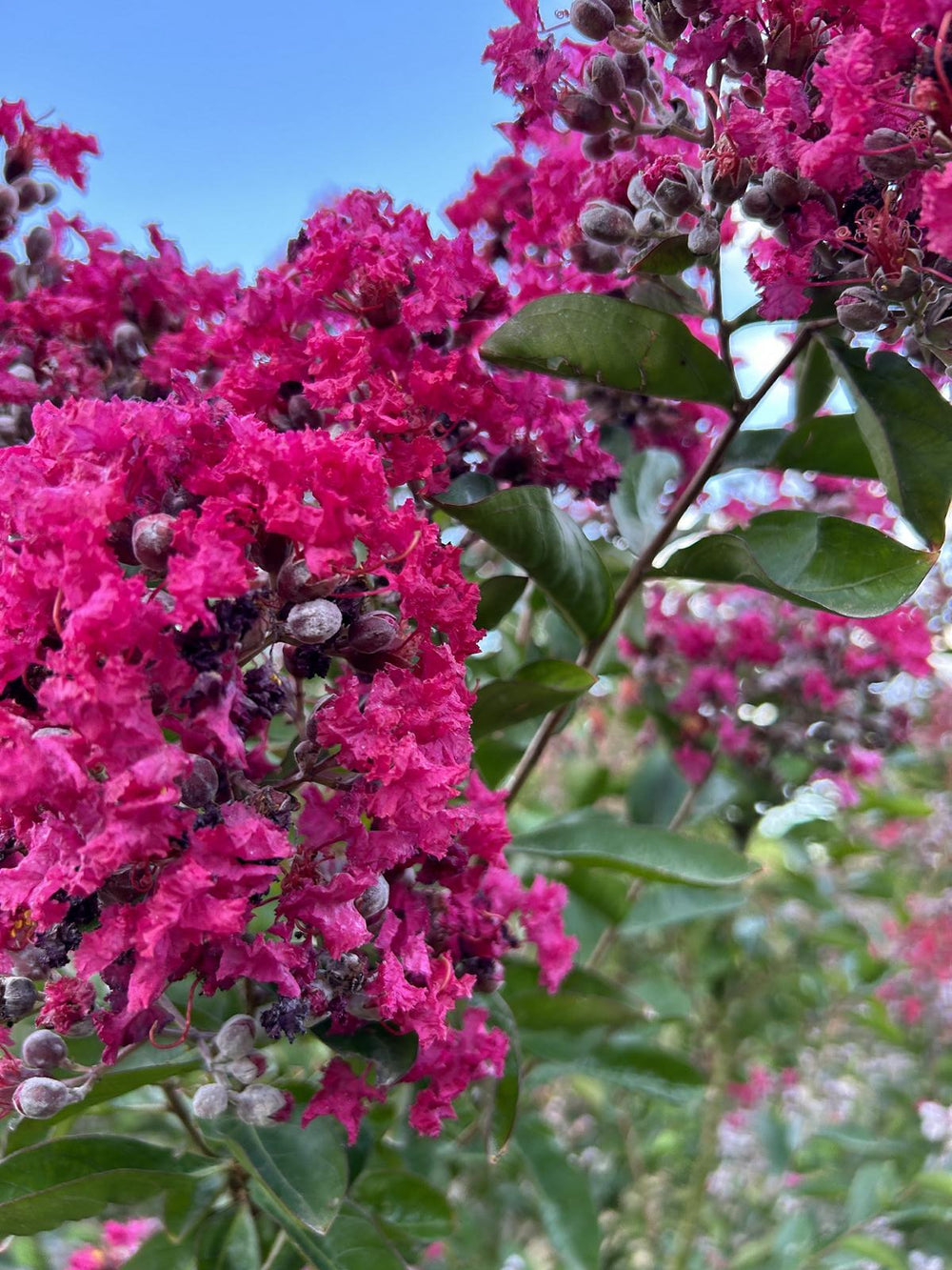 Lagerstroemia indica rot
