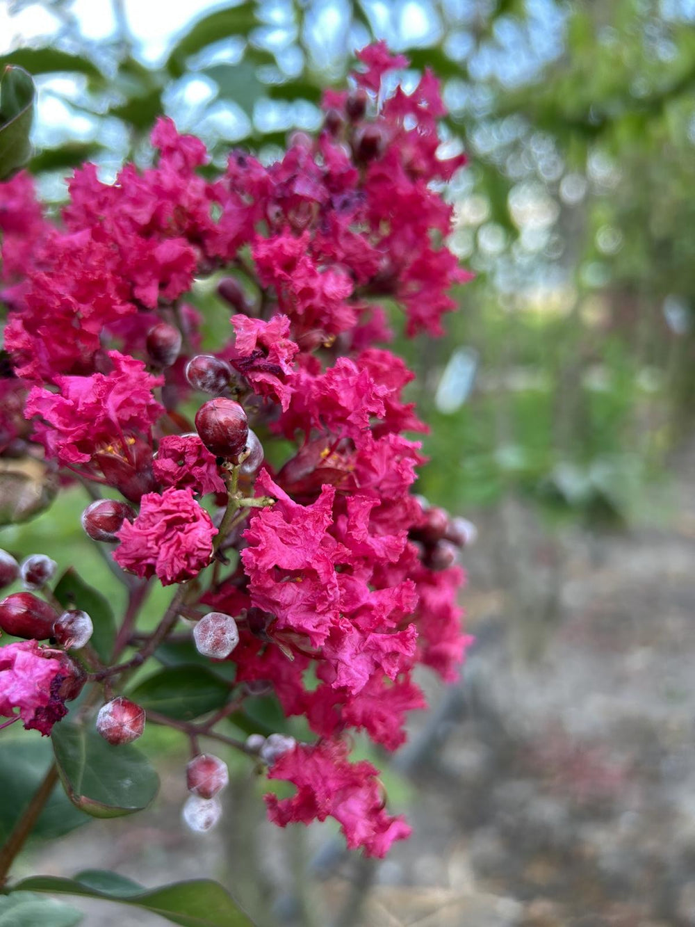 Lagerstroemia indica rot