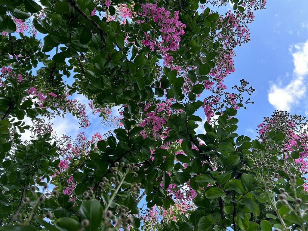 Lagerstroemia indica 'Rosea'