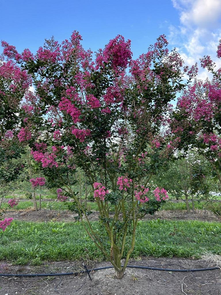 Lagerstroemia indica 'Rosea'