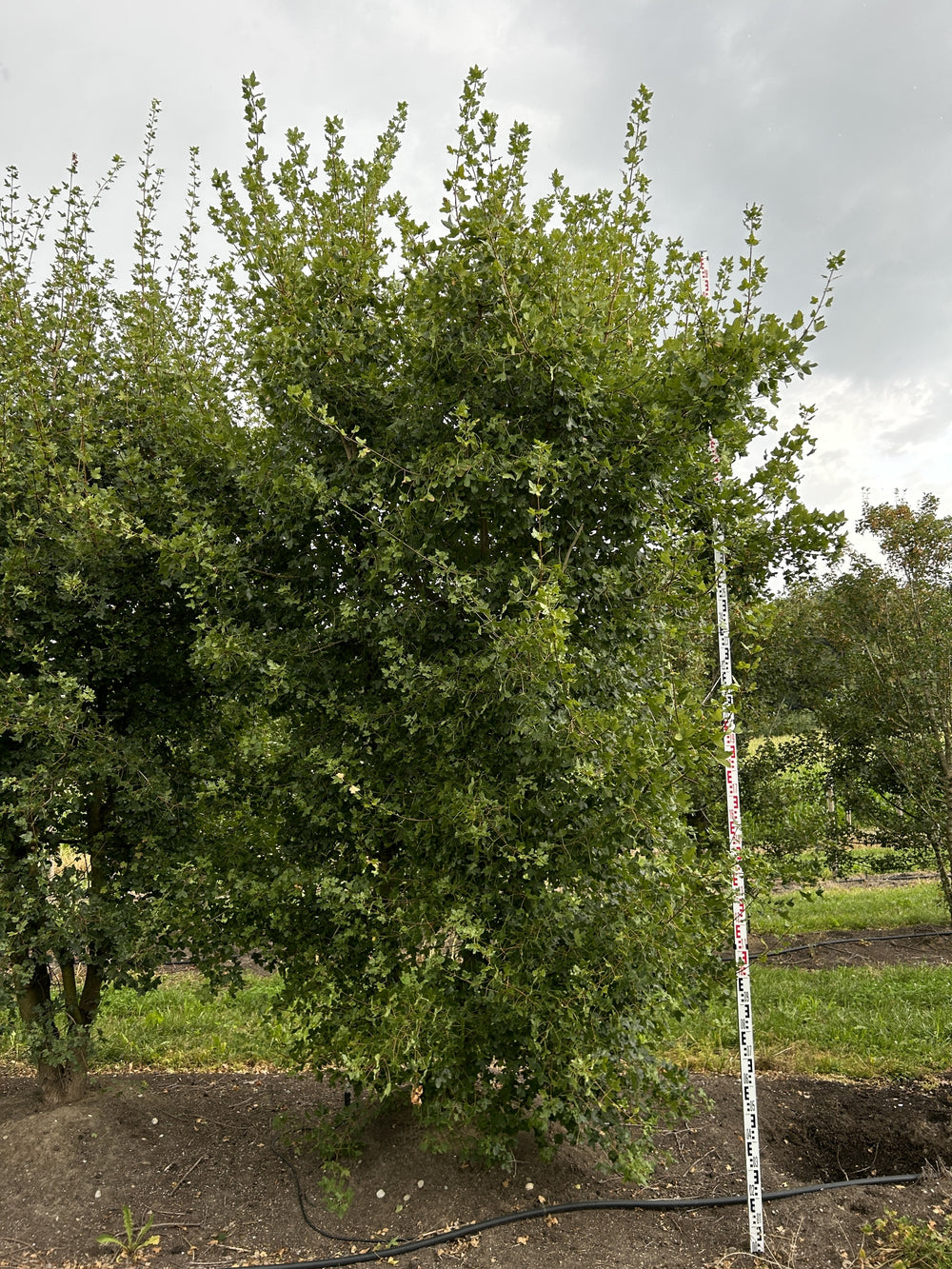 Acer monspessulanum