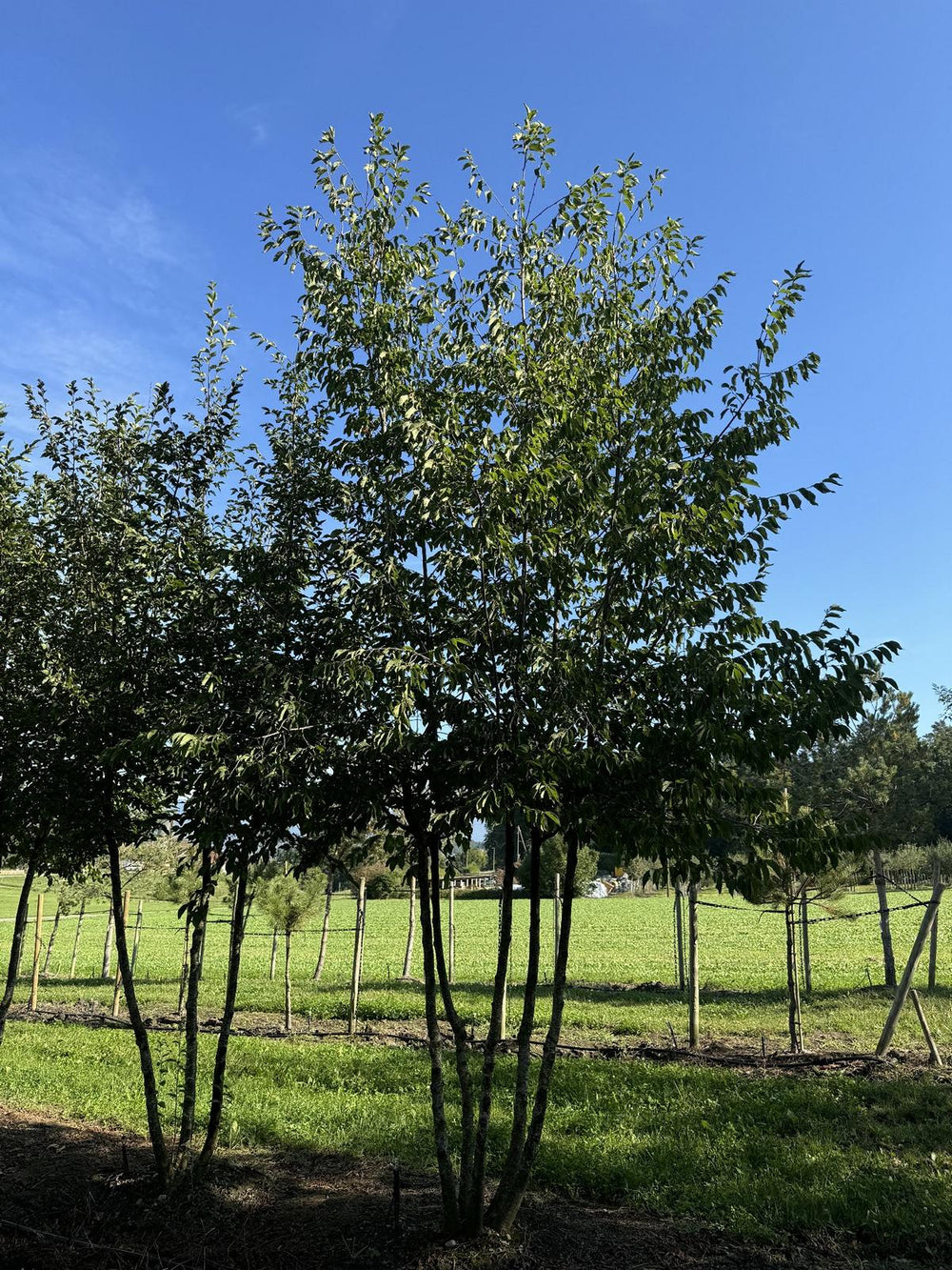 Ostrya carpinifolia