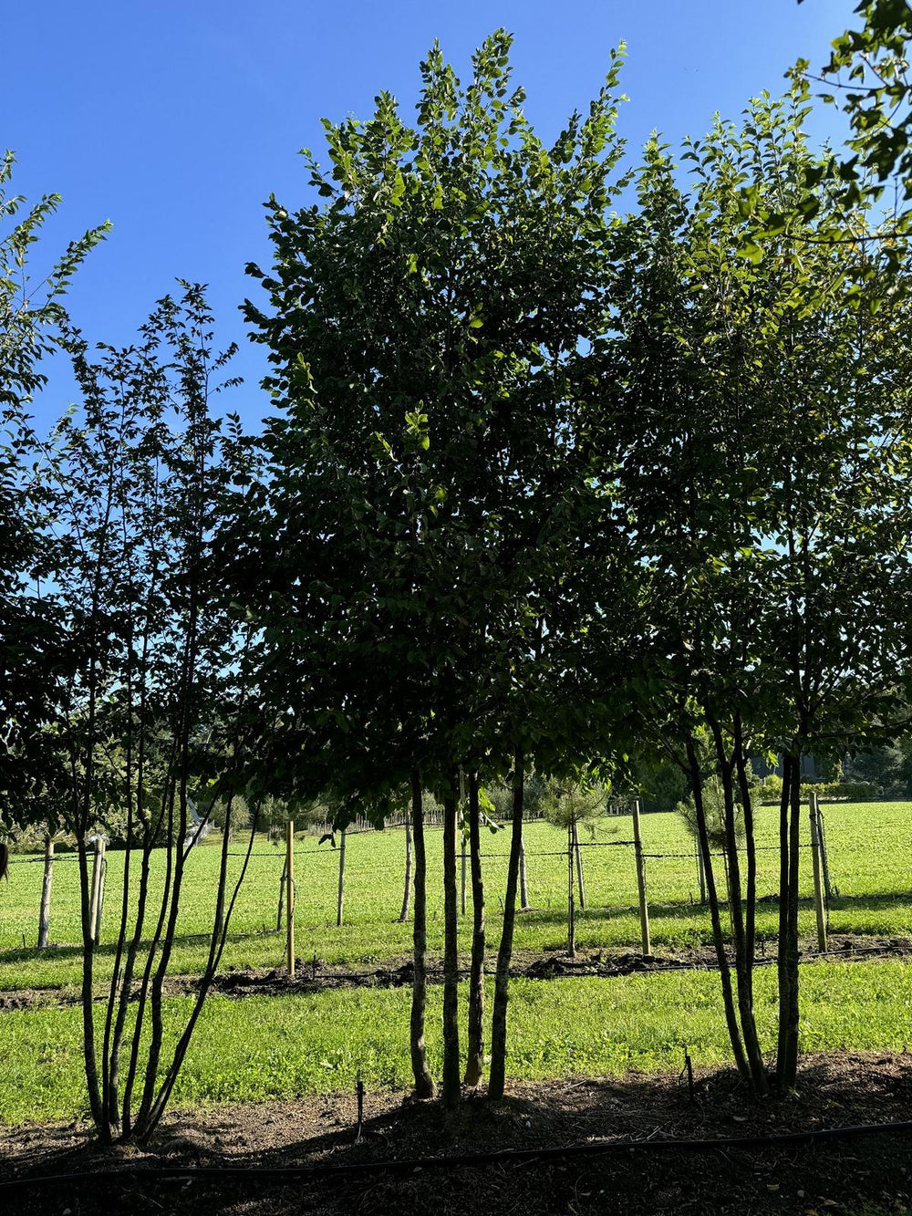 Ostrya carpinifolia