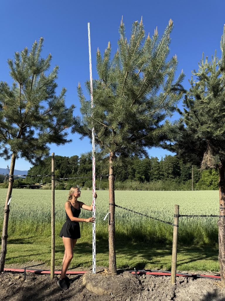 Pinus sylvestris