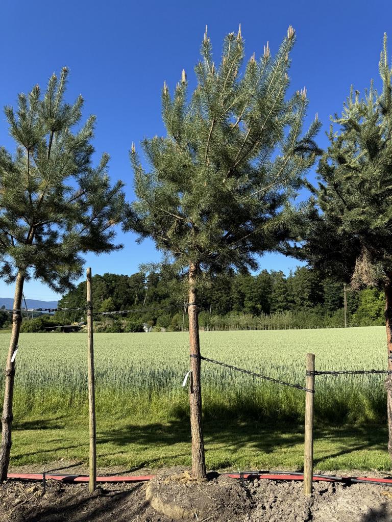 Pinus sylvestris