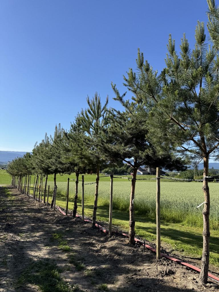 Pinus sylvestris