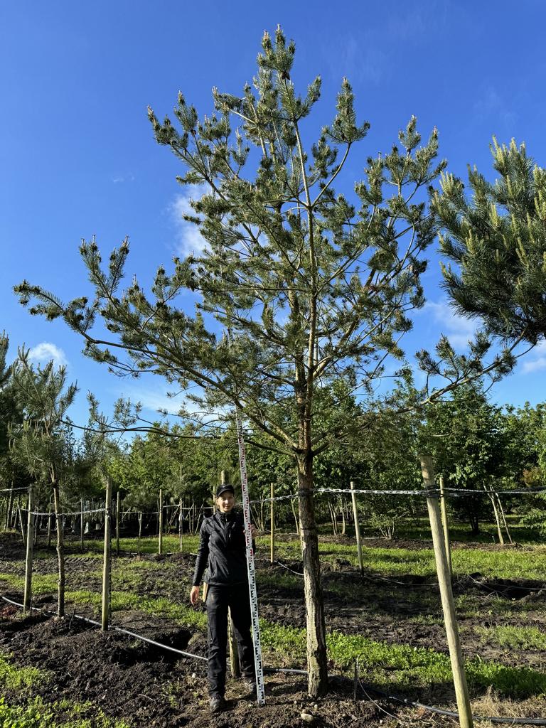 Pinus sylvestris