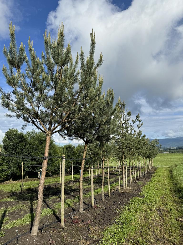 Pinus sylvestris