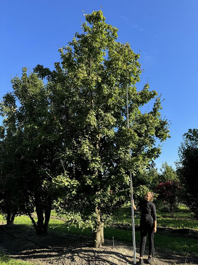 Acer campestre